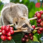 Bisnis Kopi Luwak