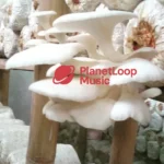 Budidaya Jamur Tiram