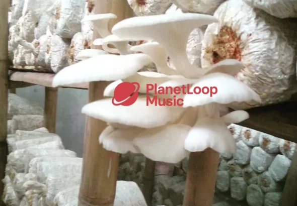 Budidaya Jamur Tiram