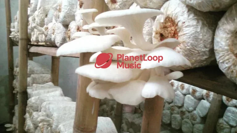 Budidaya Jamur Tiram