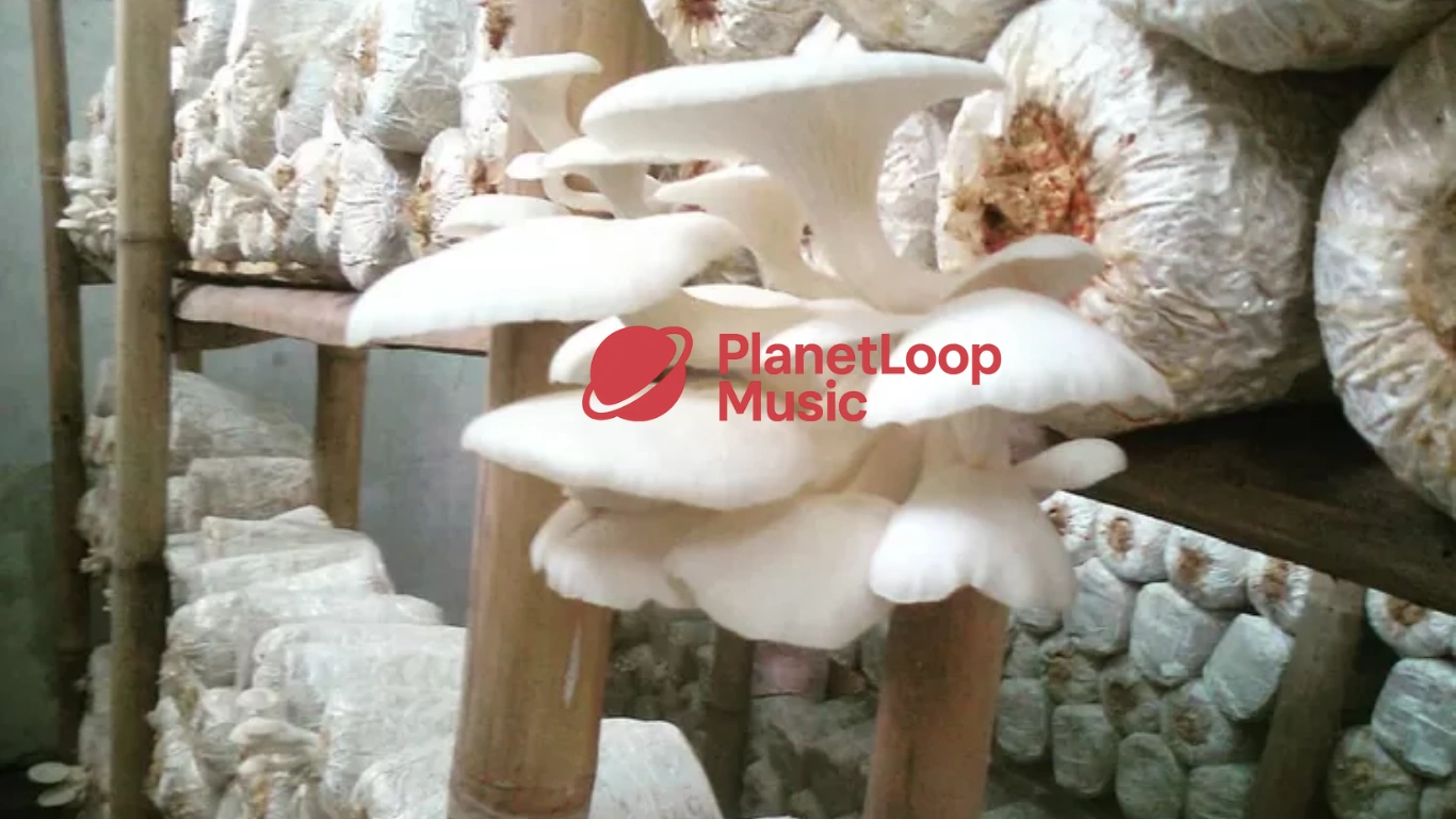 Budidaya Jamur Tiram